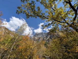 Feuillage jaune et vert d'automne sous un arbre, sentier et paroi rocheuse au fond