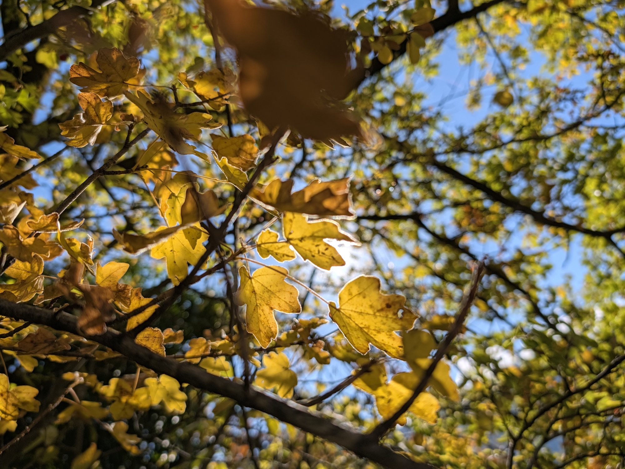 Feuilles d'érable jaunes à contre-jour, le soleil traverse le feuillage